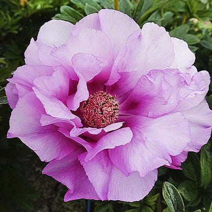 Peony First Arrival (ITOH ) - Peonita