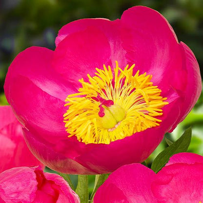 Peony Flame - Peonita