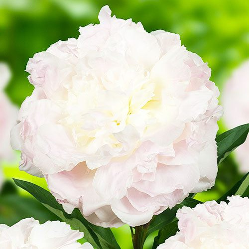 Peony Florence Nicholls - Peonita