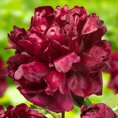 Peony Francoise Ortegat - Peonita