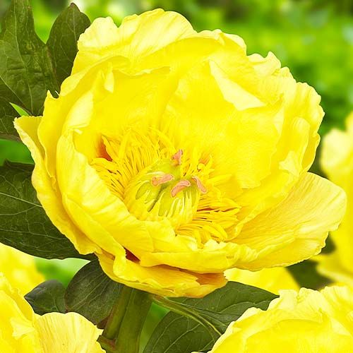 Peony itoh Garden Treasure - Peonita