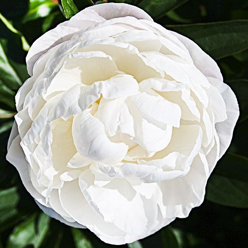 Peony Gardenia - Peonita