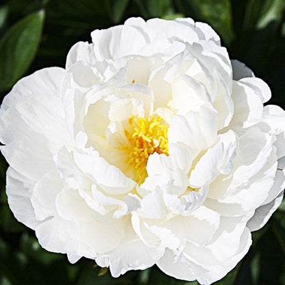 Peony Gardenia - Peonita