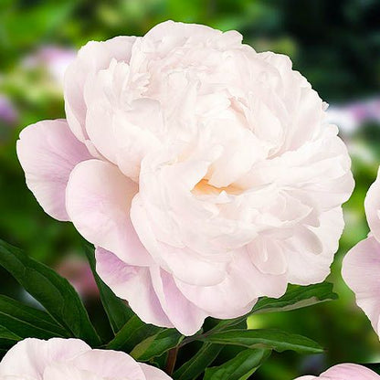 Peony Gardenia - Peonita