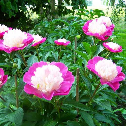 Peony Gay Paree (Anemone) - Peonita