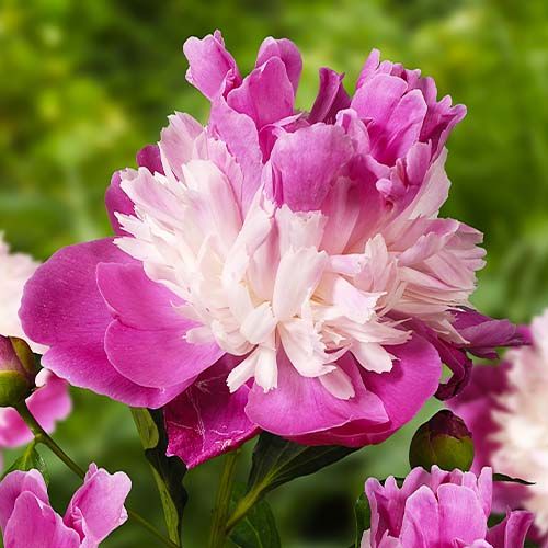 Peony Gay Paree (Anemone) - Peonita