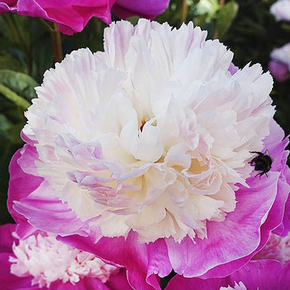 Peony Gay Paree (Anemone) - Peonita