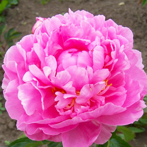 Peony Gilbert Barthelot - Peonita