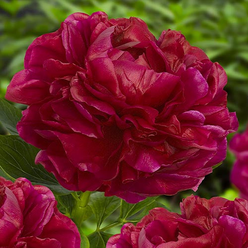 Peony Henry Bockstoce - Peonita