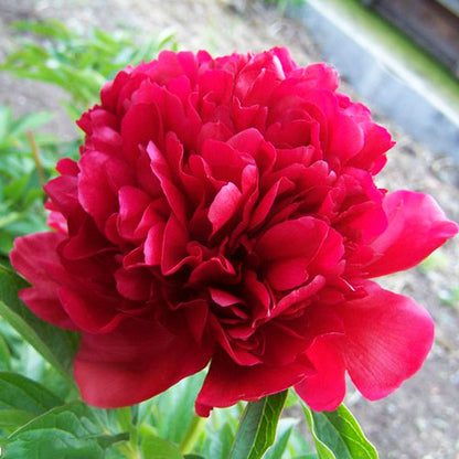 Peony Henry Bockstoce - Peonita