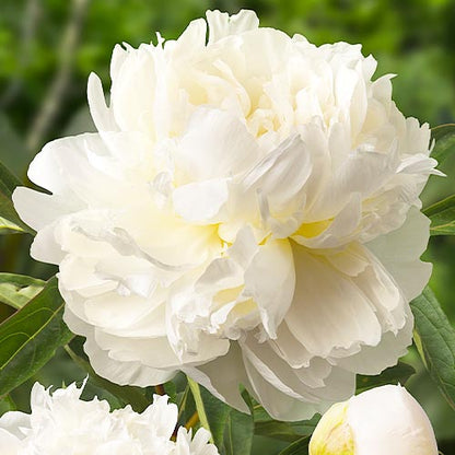 Peony Henry Sass - Peonita