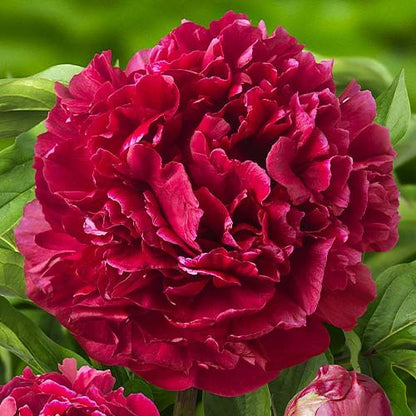 Peony Highlight - Peonita