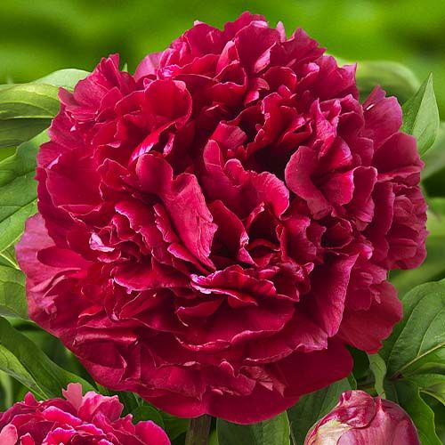 Peony Highlight - Peonita