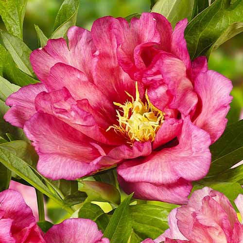 Peony itoh Hillary - Peonita