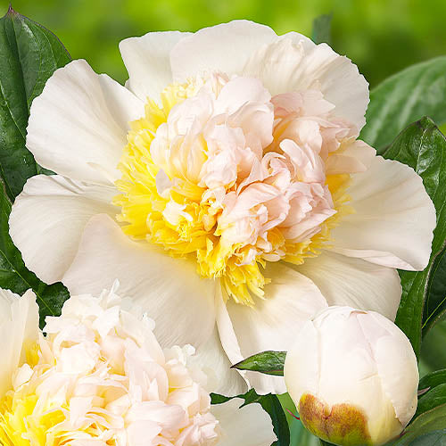 Peony Honey Gold - Peonita