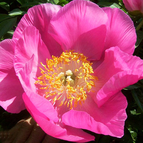 Peony Honor - Peonita