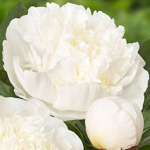 Peony Immaculee - Peonita