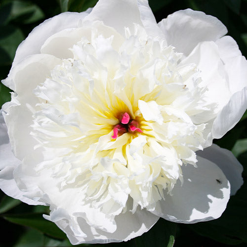 Peony Immaculee - Peonita