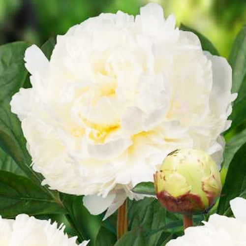 Peony Ivory Victory - Peonita