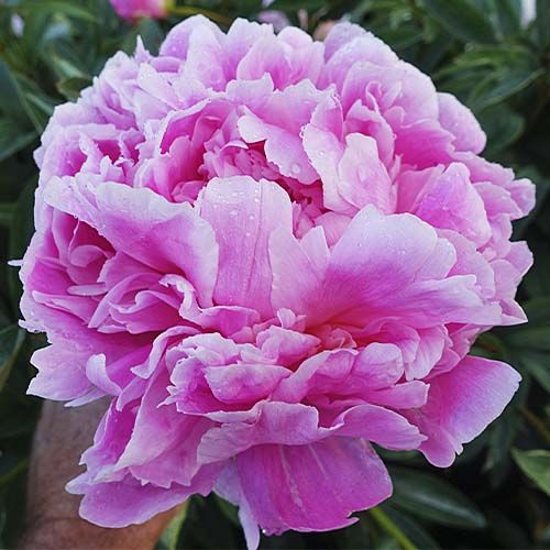 Peony Jacorma - Peonita