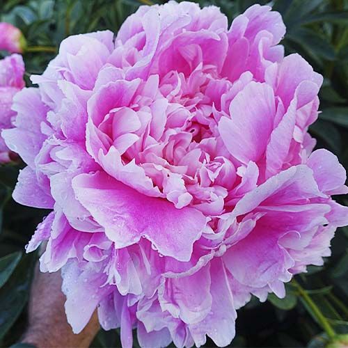 Peony Jacorma - Peonita