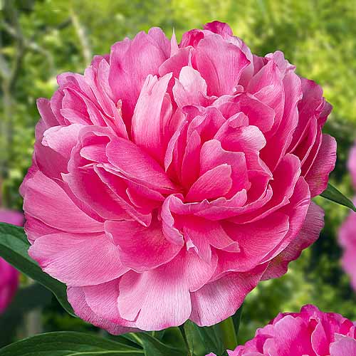 Peony Joker - Peonita