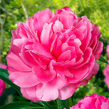 Peony Joker - Peonita