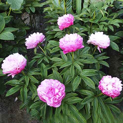 Peony Joker - Peonita