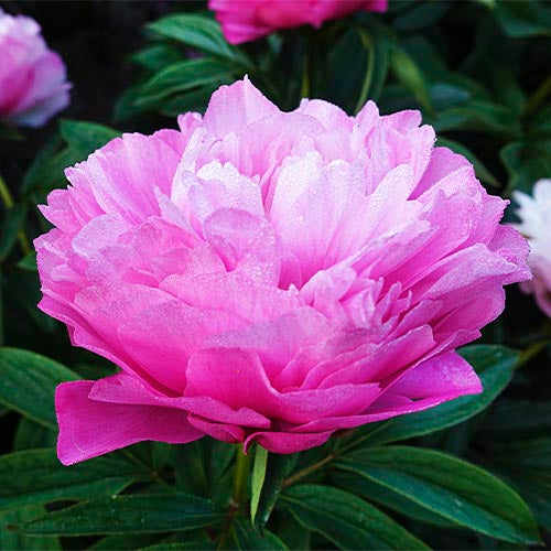 Peony Joker - Peonita