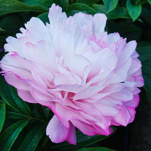 Peony Joker - Peonita