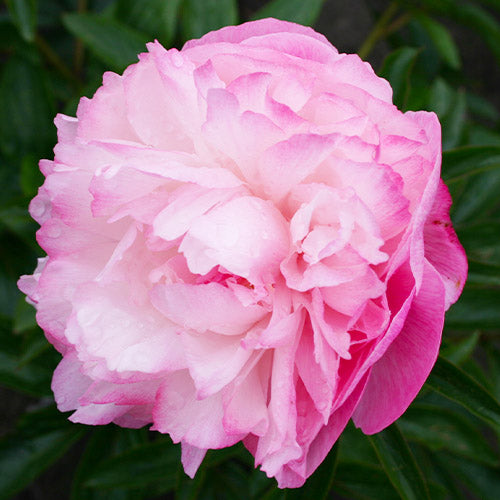 Peony Joker - Peonita