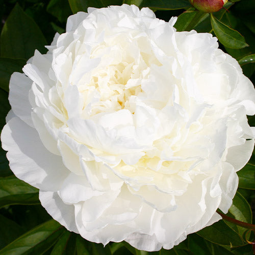 Peony Jubilee - Peonita