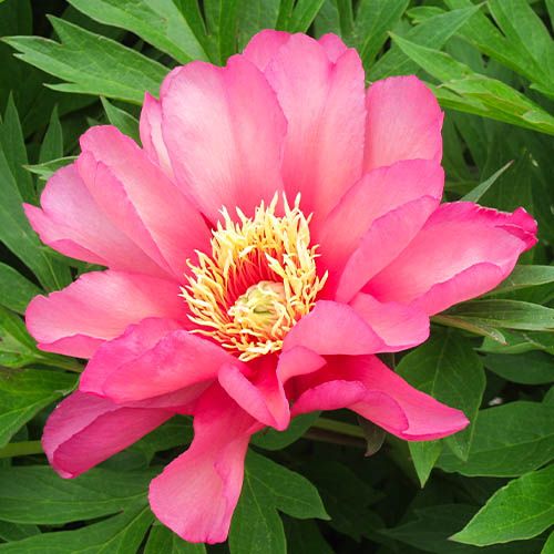 Peony itoh Julia Rose - Peonita