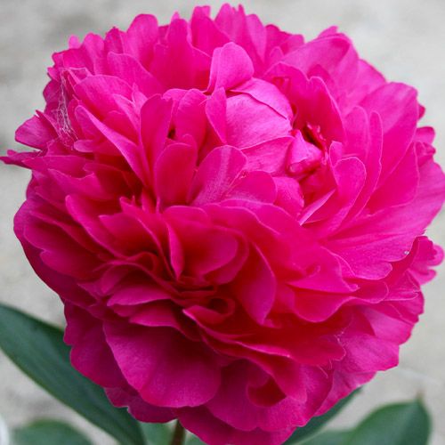 Peony Kansas - Peonita