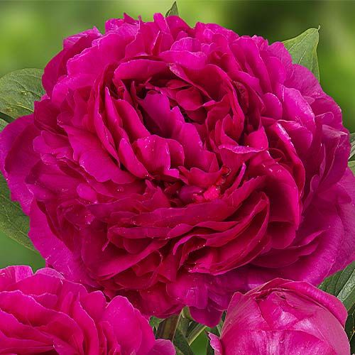 Peony Kansas - Peonita