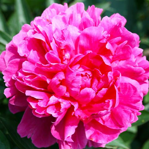 Peony Kansas - Peonita