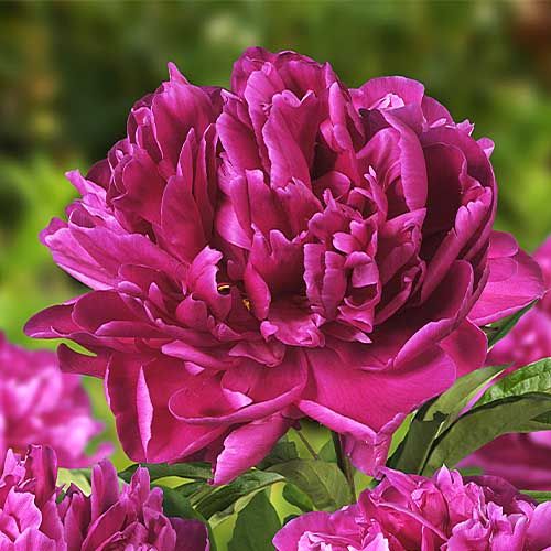 Peony Karl Rosenfield - Peonita