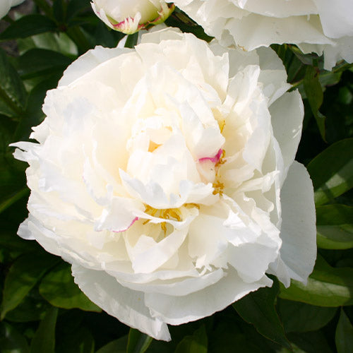 Peony Kelway's Glorious - Peonita