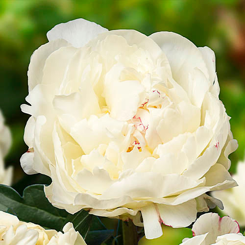 Peony Kelway's Glorious - Peonita