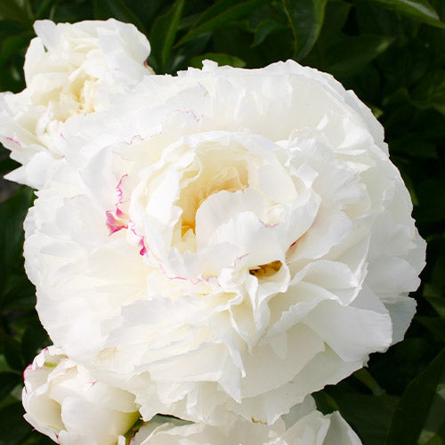 Peony Kelway's Glorious - Peonita