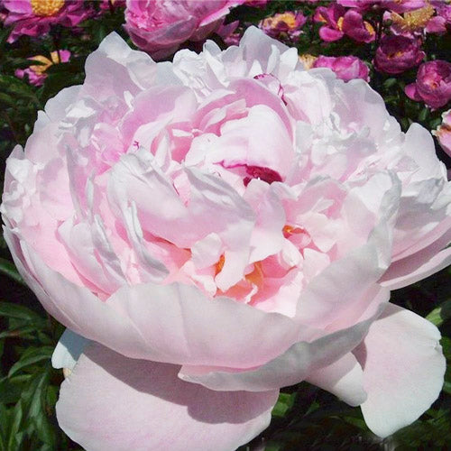 Peony Koningin Wilhelmina - Peonita