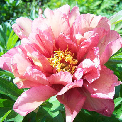 Peony Kopper Kettle (ITOH ) - Peonita