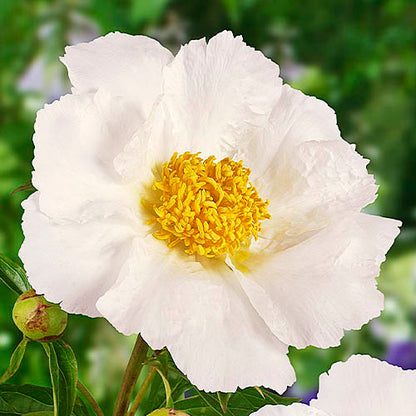 Peony Krinkled White - Peonita