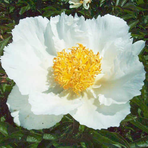 Peony Krinkled White - Peonita