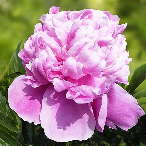 Peony Lady Anna - Peonita