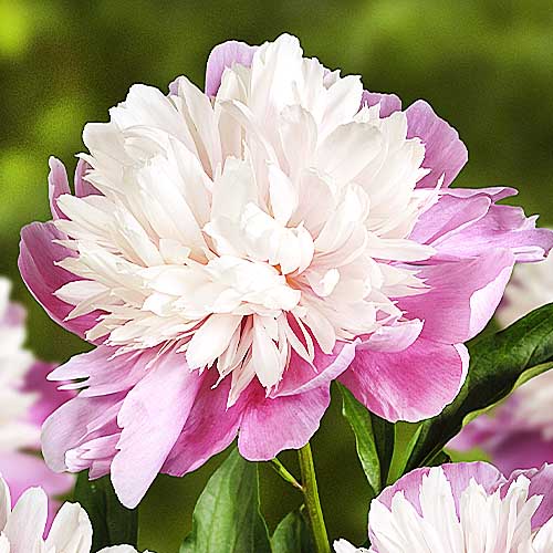 Peony Lady Liberty - Peonita