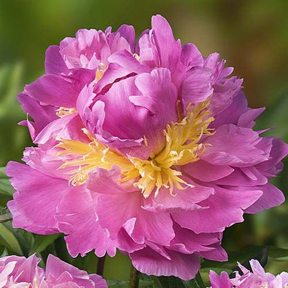 Peony Lavon - Peonita