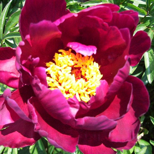 Peony L'eclatante - Peonita