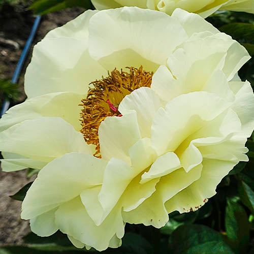 Peony Lemon Chiffon - Peonita