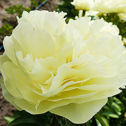 Peony Lemon Chiffon - Peonita